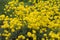 Aurinia Saxatilis Golden Alyssum Blooming Flowers