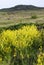 Aurinia saxatilis. Golden Alyssum blossoms