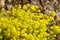 Aurinia saxatilis. Golden Alyssum blossoms