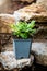 Aurinia saxatilis plant standing on rural stone wall