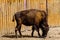 Auroch Bison bonasus in a corral at farm