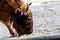 Auroch Bison bonasus in a corral at farm. Closeup of auroch muzzle