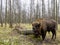 Aurochs, big animal in the forest. The European bison Bison bonasus, also known as wisent or the European wood bison, Russia