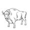 Aurochs or bison