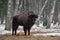 Aurochs Or Bison Bonasus. Huge European Brown Bison  Wisent , One Of The Zoological Attraction Of Bialowieza Forest, Belarus. Lo