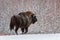 Aurochs Or Bison Bonasus, The Last Representative Of Wild Bulls In Europe. Endangered Artiodactyl Animal.