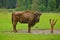 Aurochs bison on the grass in Aurochs Valley Natural Park, Brasov Romania