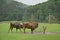 Aurochs bison on the grass in Aurochs Valley Natural Park, Brasov Romania