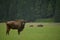 Aurochs bison on the grass in Aurochs Valley Natural Park, Brasov Romania