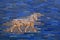 Aurochs from blue Ishtar Gate of Babylon