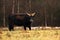 Aurochs, Bos primigenius primigenius, big brown bull in the meadow