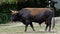 Aurochs, Bos primigenius taurus in the zoo