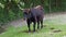 Aurochs, Bos primigenius taurus in the zoo