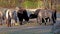 Aurochs, Bos primigenius taurus in the zoo - Domestic highland cattle