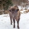 Aurochs european bison in the winter forest, animal wildlife