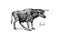 Aurochs. Extinct mammal animal. Wild herbivores cattle. Engraved Hand drawn vector illustration in woodcut Graphic
