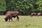 Aurochs in a meadow