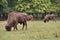 Aurochs in a meadow