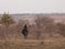 Aurochs on meadow. Ecological project in Milovice Czech Republic