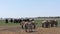 Aurochs and wild horses stand in the field in the Hortobagy National Park in Hungary