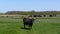 Aurochs and wild horses stand in the field in the Hortobagy National Park in Hungary