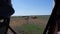 Aurochs and wild horses stand in the field in the Hortobagy National Park in Hungary look in a car