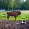 Aurochs In Wildlife Sanctuary