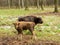 Aurochs, young animals in the forest. The European bison Bison bonasus, also known as wisent or the European wood bison, Russia