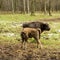 Aurochs, young animals in the forest. The European bison Bison bonasus, also known as wisent or the European wood bison, Russia