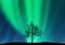 Aurora borealis and silhouette of the tree on the hill