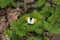 Aurorafalter Anthocharis cardamines Orange sits on a plant