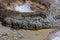 Aurum Geyser Details at Yellowstone National Park