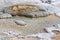 Aurum Geyser of Yellowstone Wyoming