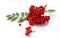 Aurumn rowan branch and berries. Ripe red rowan isolated on white background