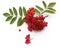 Aurumn rowan branch and berries. Ripe red rowan isolated on white background