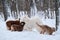 Aussie brown and husky in winter park walking in snow. Two purebred adult fluffy dogs and puppies. Australian Shepherds get