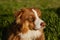 Aussie brown is very serious fluffy puppy on walk. Close up portrait of Australian Shepherd in park at sunset. Sunlight