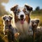 Aussie dog mom with puppies playing joyfully in green meadow