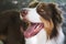 Aussie dog portrait, close-up. Funny smiling australian shepherd, focus on eyes