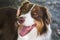 Aussie dog portrait, close-up. Funny smiling australian shepherd, focus on eyes