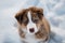 Aussie dog on walk in winter park. Close up portrait of snowflake on dogs muzzle. Portrait of Australian Shepherd puppy red