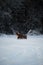 Aussie dog on walk in winter park. Ears in different directions from speed and wind. Puppy of Australian shepherd dog red tricolor