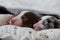 Aussie puppies lie and sleep on white pillows covered with warm gray knitted blanket. Newborn Australian Shepherd dogs. Two