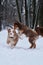 Aussie puppies run in snow and smile. Shepherd kennel on walk. Two brothers of Australian Shepherd puppy red Merle and tricolor