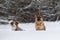 Aussie puppy red tricolor and German shepherd walk in winter park and pose smiling. Australian Shepherd is young dog. Friends on