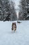 Aussie puppy is walking along snowy forest road ahead, friend German Shepherd is running from behind. Australian Shepherd red