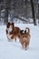 Aussie red tricolor and merle color puppies. Two puppies of Australian Shepherd dog with cropped and long tails are walking in