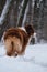 Aussie red tricolor rear view on ass with cropped tail. Adult dog of Australian Shepherd breed of brown color in winter park.