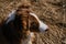 Aussie is red tricolor with shaggy funny ears, chocolate nose and white stripe on head on clear sunny day outside. Portrait of