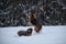 Aussie red tricolor. Sports with dogs. German Shepherd jumps in snow against background of winter forest and tries to catch flying